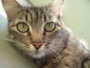 Gato raça vira-lata idade 2 a 6 meses nome Tom