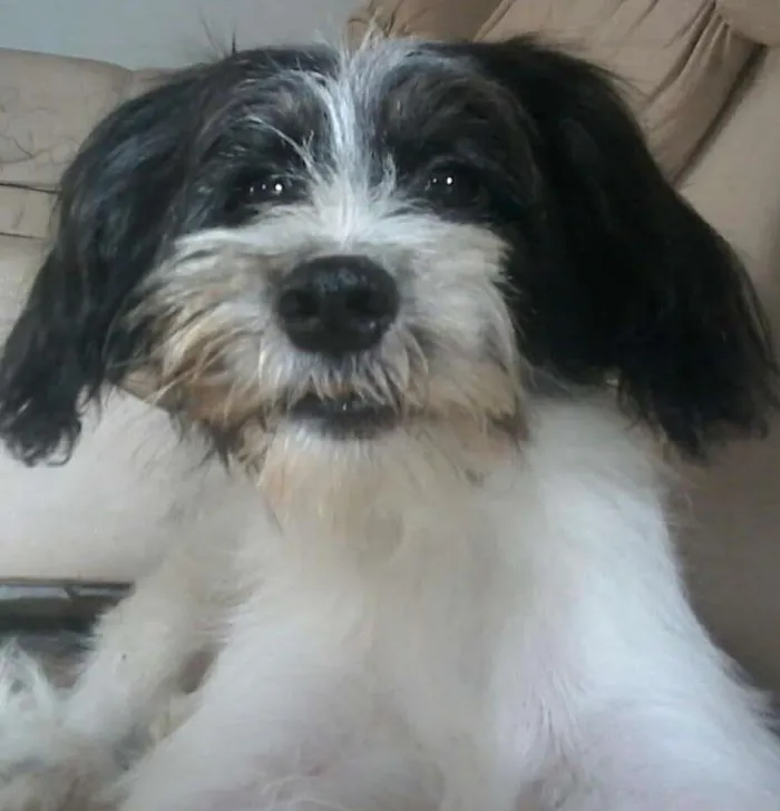 Cachorro raça Chitzu com Poodle idade 2 a 6 meses nome Logan