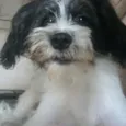 Logan