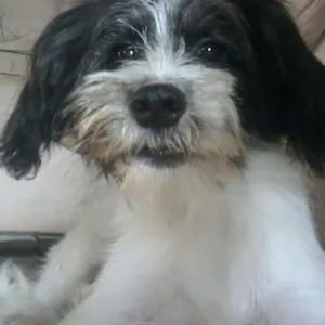 Cachorro raça Chitzu com Poodle idade 2 a 6 meses nome Logan
