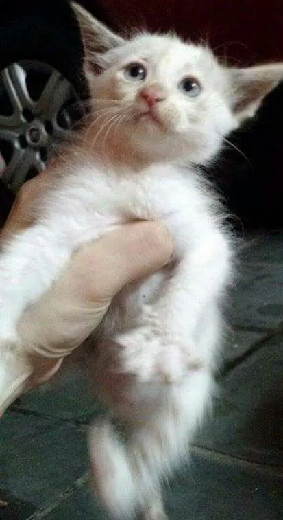 Gato ra a Não definido idade Abaixo de 2 meses nome Não definido