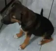 Cachorro raça SRD idade 2 a 6 meses nome Pipoca