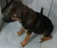 Cachorro raça SRD idade 2 a 6 meses nome Pipoca