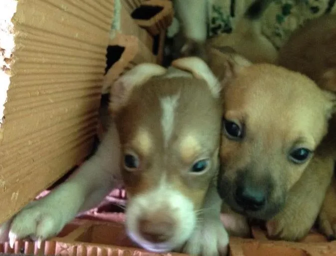 Cachorro ra a  idade Abaixo de 2 meses nome Filhote