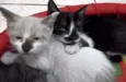 gato