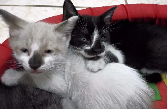 Gato ra a  idade Abaixo de 2 meses nome gato