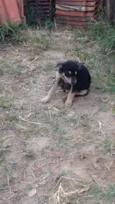 Bebês 