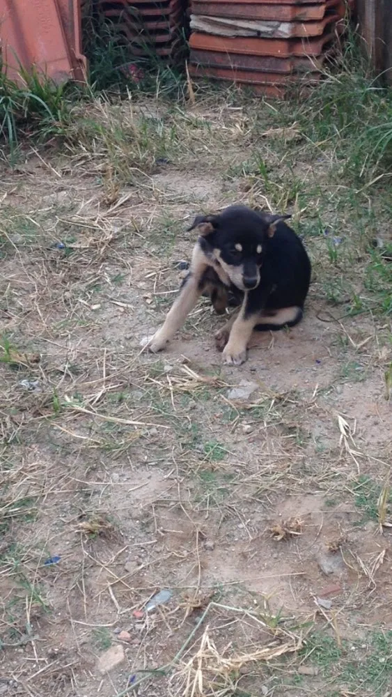 Cachorro ra a Sem raça definida  idade Abaixo de 2 meses nome Bebês 