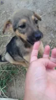 Bebês 