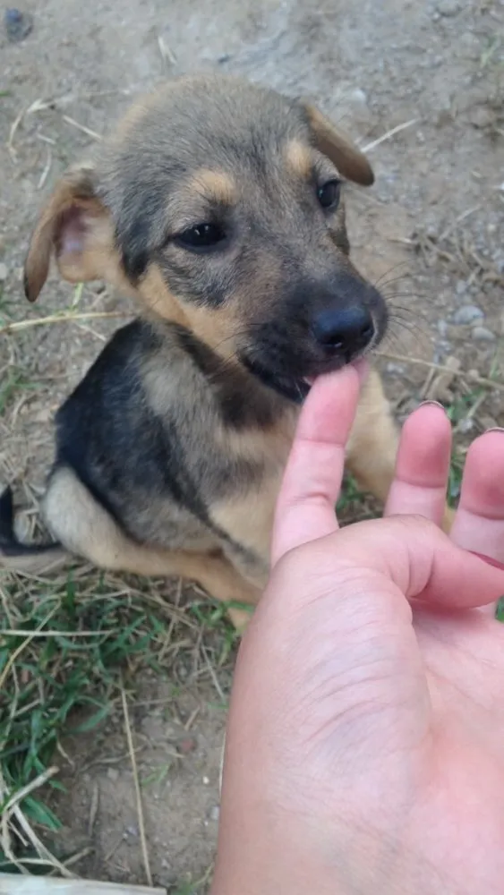 Cachorro ra a Sem raça definida  idade Abaixo de 2 meses nome Bebês 