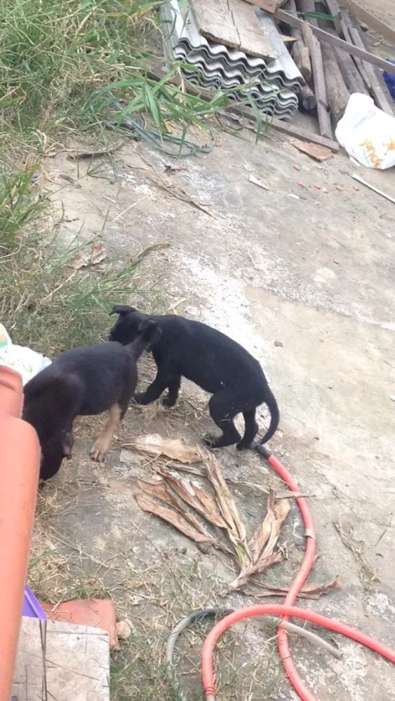 Cachorro ra a Sem raça definida  idade Abaixo de 2 meses nome Bebês 