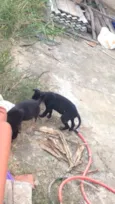 Bebês
