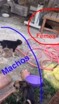 Bebês 