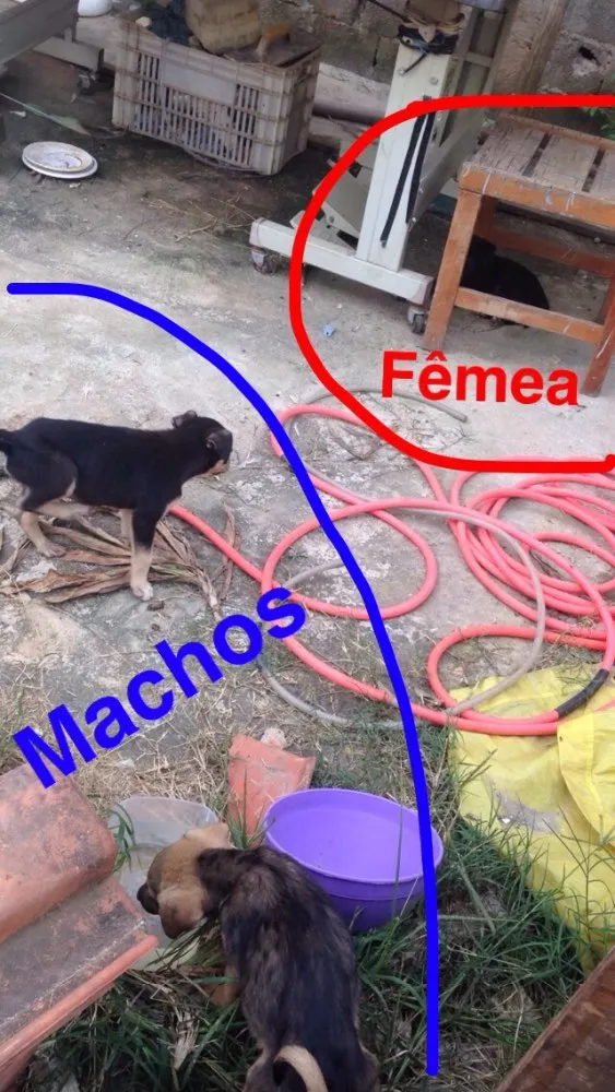 Cachorro ra a Sem raça definida  idade Abaixo de 2 meses nome Bebês 
