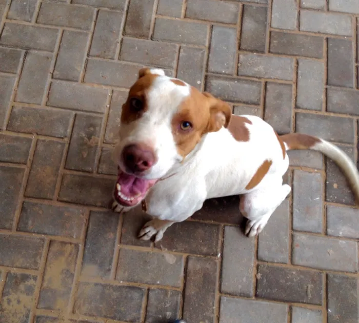 Cachorro ra a SRD idade 2 anos nome Menino