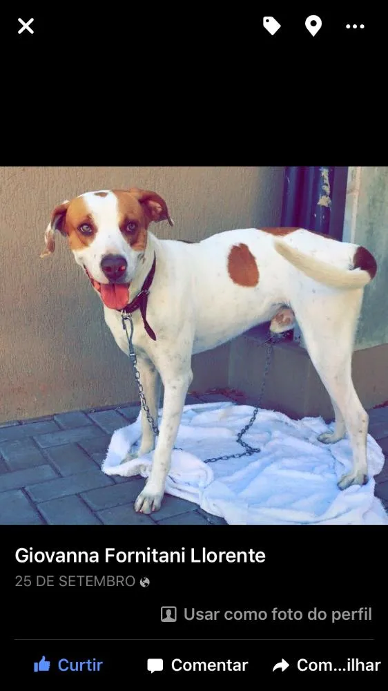 Cachorro ra a SRD idade 2 anos nome Menino