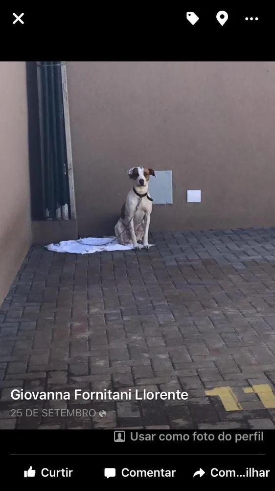 Cachorro ra a SRD idade 2 anos nome Menino