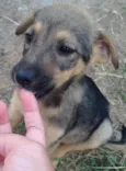 Bebês 
