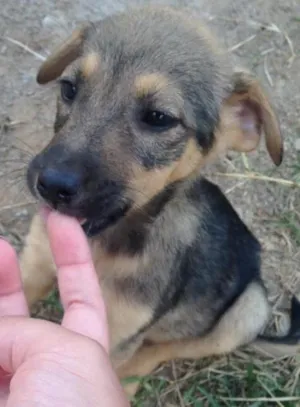 Cachorro raça Sem raça definida  idade Abaixo de 2 meses nome Bebês 