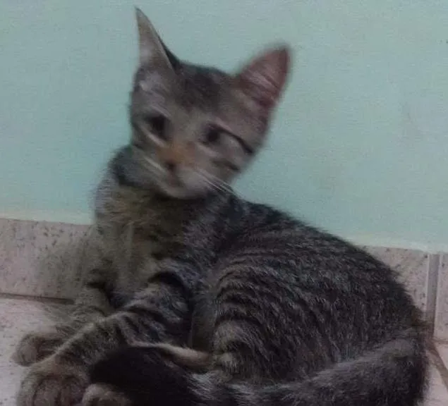 Gato ra a Sem raça definida idade 2 a 6 meses nome Gatas