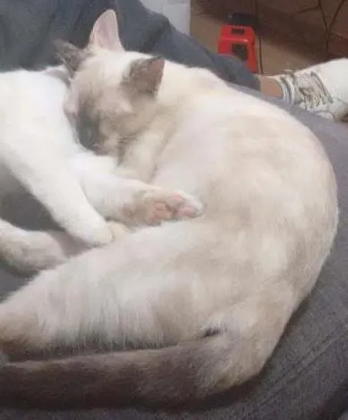 Gato ra a  idade 2 a 6 meses nome George e Luna