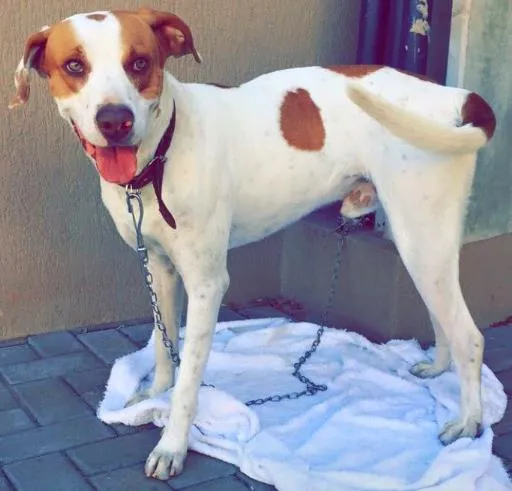Cachorro ra a SRD idade 2 anos nome Menino