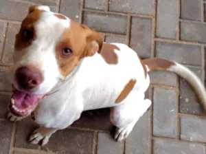 Cachorro raça SRD idade 2 anos nome Menino
