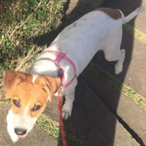 Cachorro raça Indefinida idade 2 a 6 meses nome Gisele