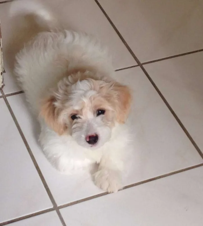 Cachorro raça Poodle/Maltês idade  nome Loli ; Joe ; Tom ; 