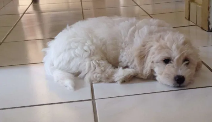 Cachorro raça Poodle/Maltês idade  nome Loli ; Joe ; Tom ; 