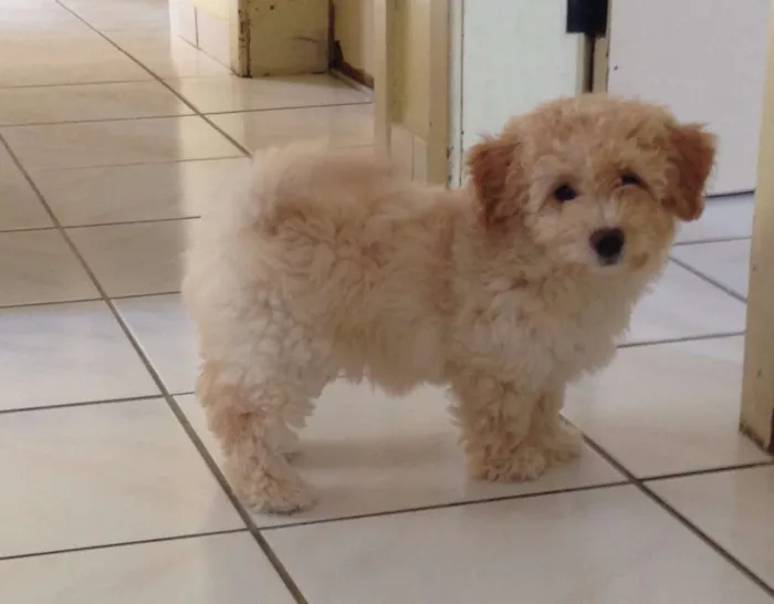 Cachorro raça Poodle/Maltês idade  nome Loli ; Joe ; Tom ; 