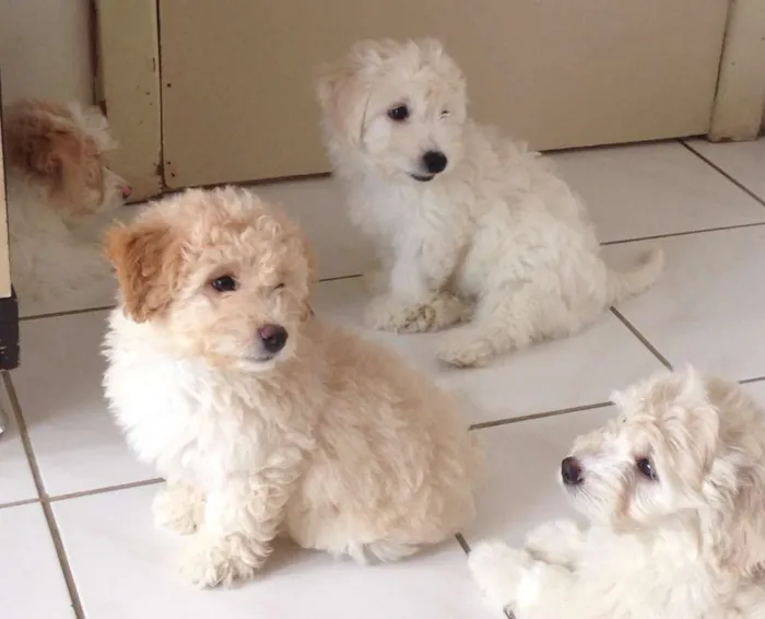 Cachorro raça Poodle/Maltês idade  nome Loli ; Joe ; Tom ; 