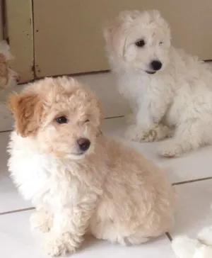 Cachorro raça Poodle/Maltês idade  nome Loli ; Joe ; Tom ; 