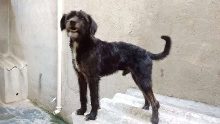 Cachorro ra a srd idade 1 ano nome Bob Dog