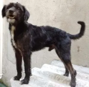 Cachorro raça srd idade 1 ano nome Bob Dog