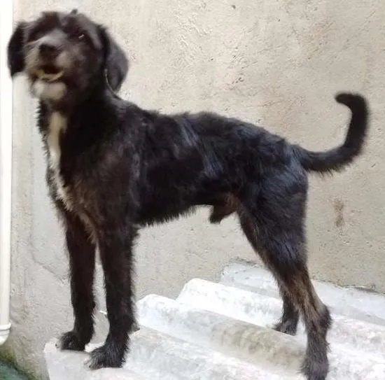 Cachorro ra a srd idade 1 ano nome Bob Dog
