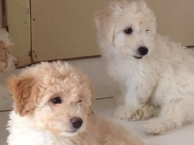 Cachorro raça Poodle/Maltês idade  nome Loli ; Joe ; Tom ; 