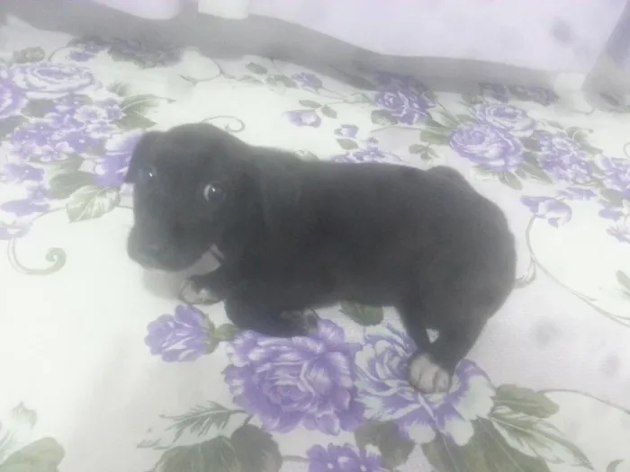Cachorro raça vira lata idade 2 a 6 meses nome Pifete