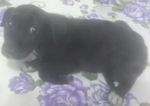 Cachorro raça vira lata idade 2 a 6 meses nome Pifete