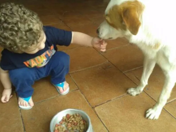 Cachorro ra a RND idade 3 anos nome Billy