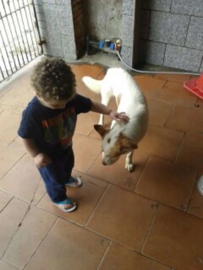 Cachorro ra a RND idade 3 anos nome Billy
