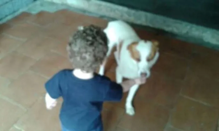 Cachorro ra a RND idade 3 anos nome Billy