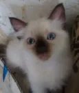 Sem