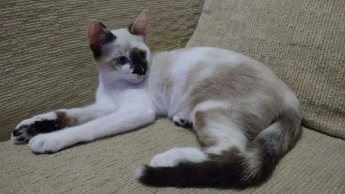 Gato ra a SRD idade 2 a 6 meses nome Amy