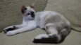 Amy