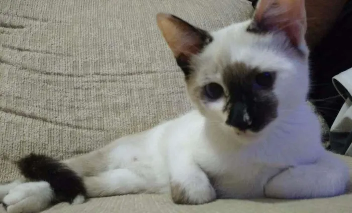 Gato ra a SRD idade 2 a 6 meses nome Amy