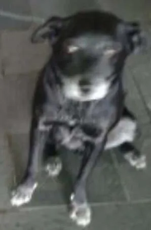 Cachorro raça RND idade 6 ou mais anos nome Negão