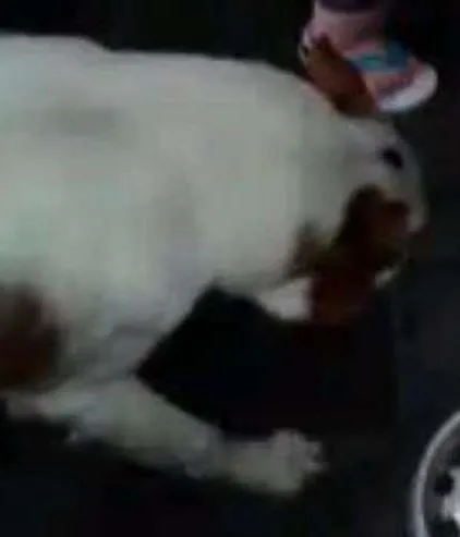 Cachorro ra a RND idade 6 ou mais anos nome Negão