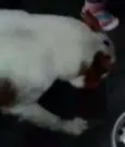 Negão