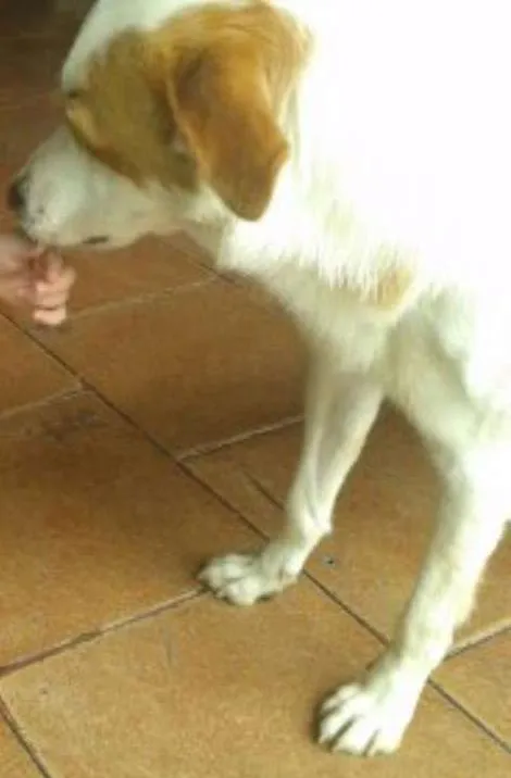 Cachorro ra a RND idade 3 anos nome Billy